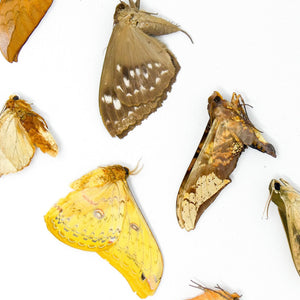 10 falene reali essiccate e falene di seta – Lepidotteri tropicali A1