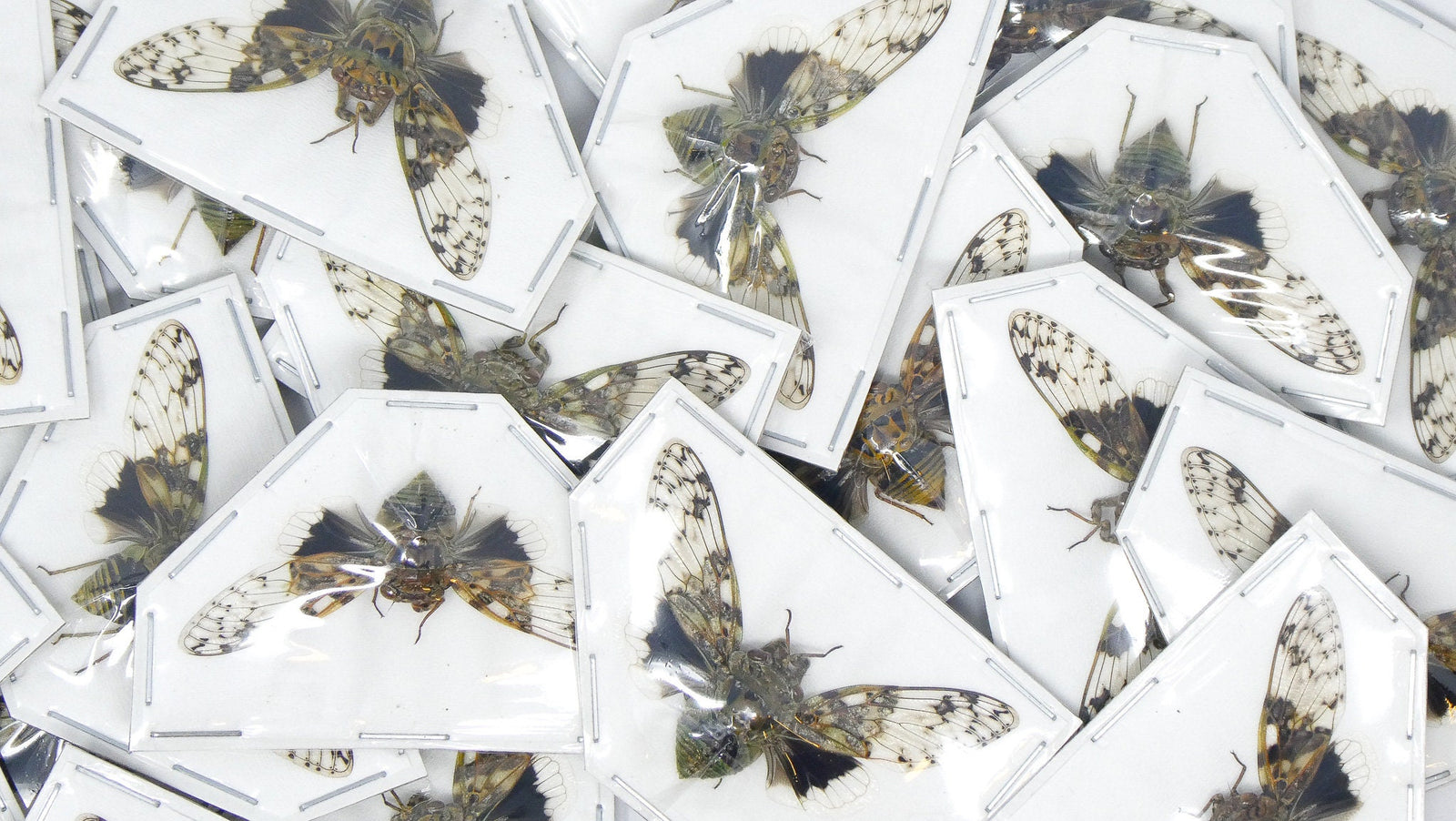 Platypleura nobilis Cicada Specimens | A1, Approx. 45 mm