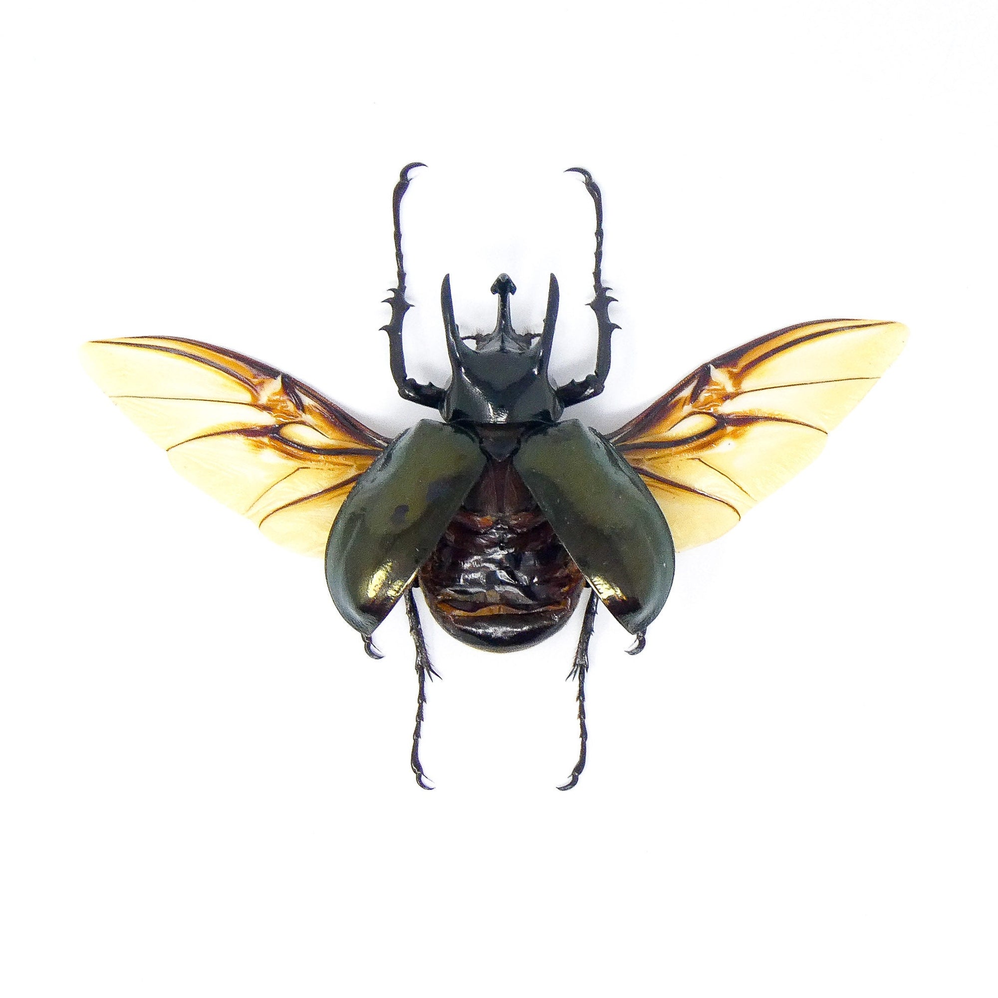 LOT OF 5 Chalcosoma atlas (SPREAD) Sulawesi Atlas Beetle, A1