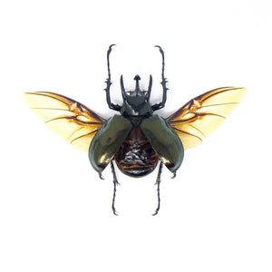 LOT OF 5 Chalcosoma atlas (SPREAD) Sulawesi Atlas Beetle, A1