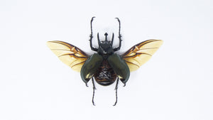 LOT OF 5 Chalcosoma atlas (SPREAD) Sulawesi Atlas Beetle, A1