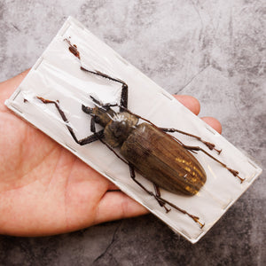 PAIR (2) Long-horn Beetles (Xixuthrus lunicollis) MALE/FEMALE A1 Extra Large Specimens ** 95-100mm **