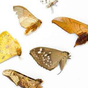 10 falene reali essiccate e falene di seta – Lepidotteri tropicali A1