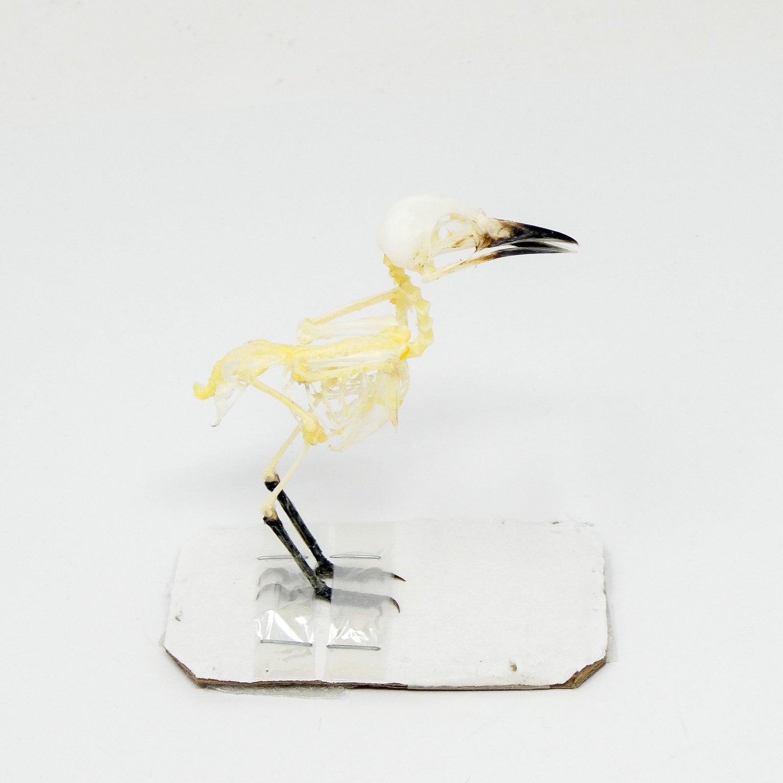 Sooty-headed bulbul SKELETON (Pycnonotus aurigaster) A1 Bone Specimen (Non-CITES)