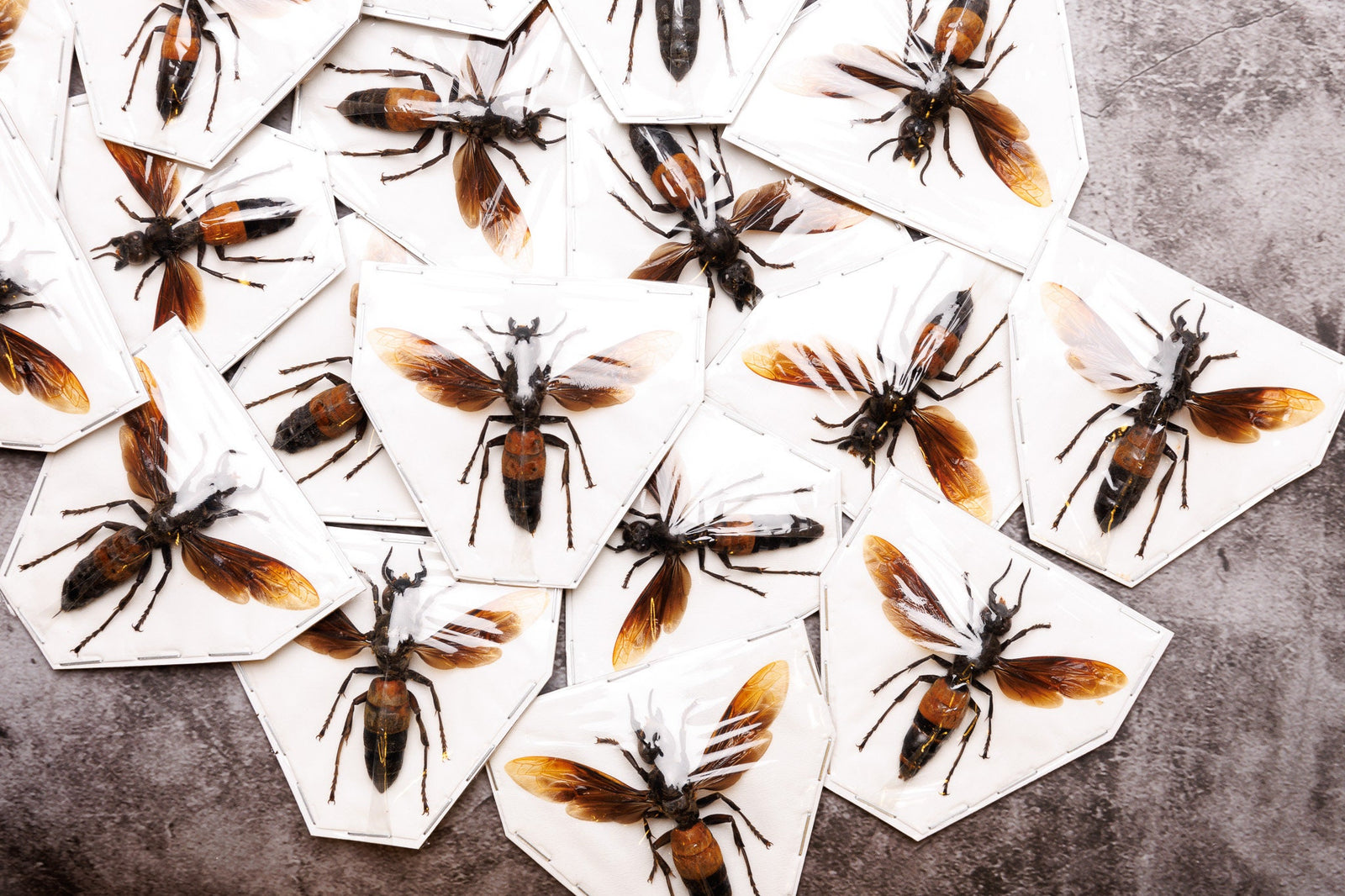 LOT of 10 Trimeres Vespa Hornet | Vespa tropica trimeres | A1 Spread Specimens