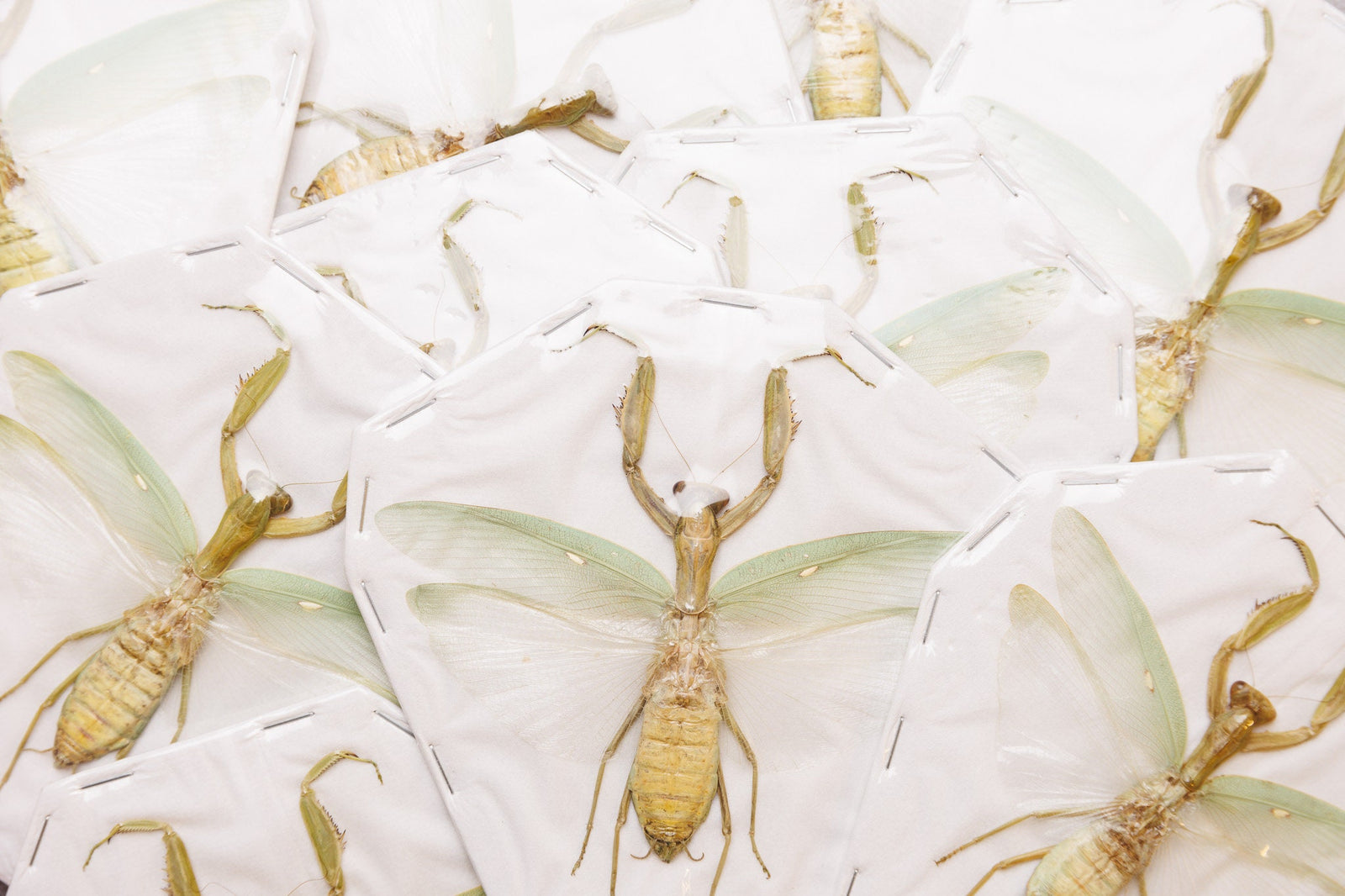 LOT of 10 Java Praying Mantis (Hierodula assorted species) A1 SPREAD-SPECIMENS, Ready to Frame (Wholesale)