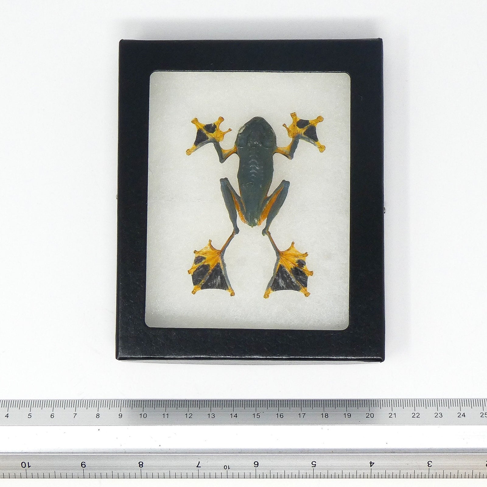 Reinwardt's Tree Frog Framed Specimen (Rhacophorus Reinwardtii) Dry-Preserved Taxidermy