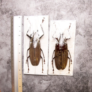 PAIR (2) Long-horn Beetles (Xixuthrus lunicollis) MALE/FEMALE A1 Extra Large Specimens ** 95-100mm **
