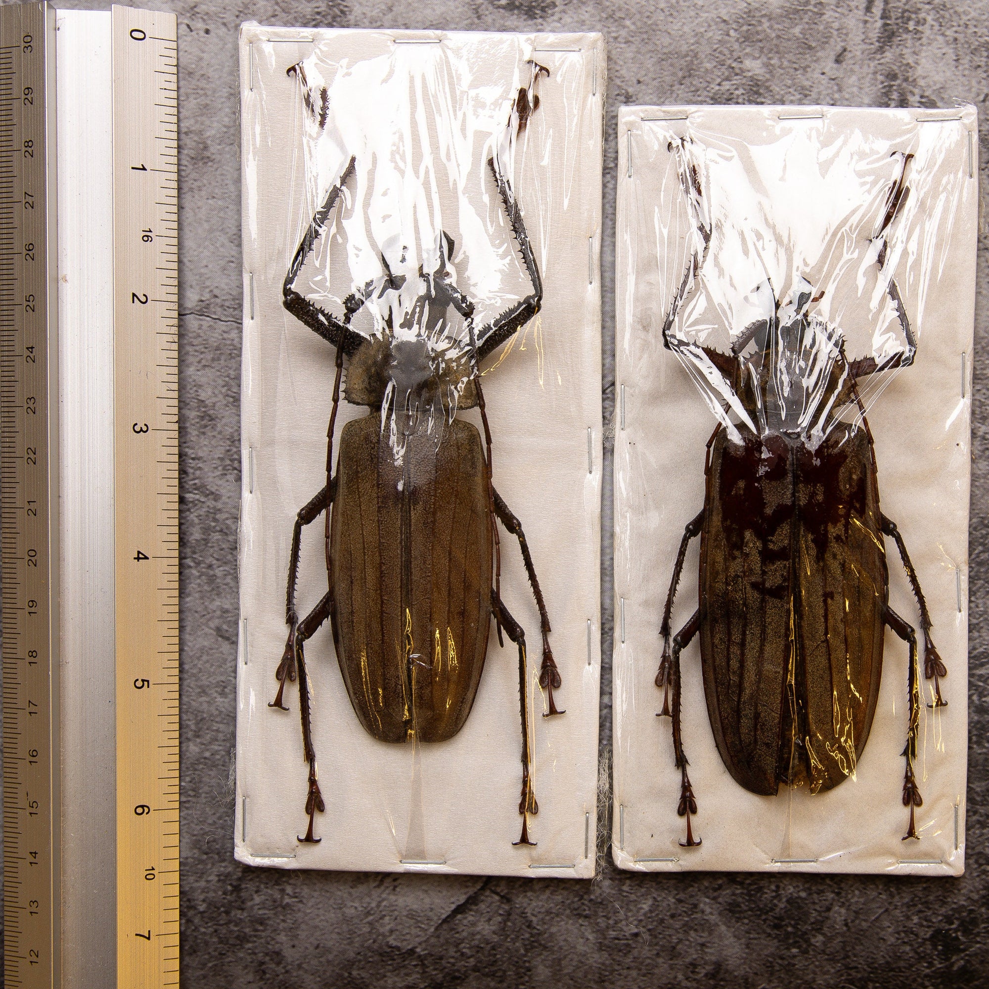 PAIR (2) Long-horn Beetles (Xixuthrus lunicollis) MALE/FEMALE A1 Extra Large Specimens ** 95-100mm **