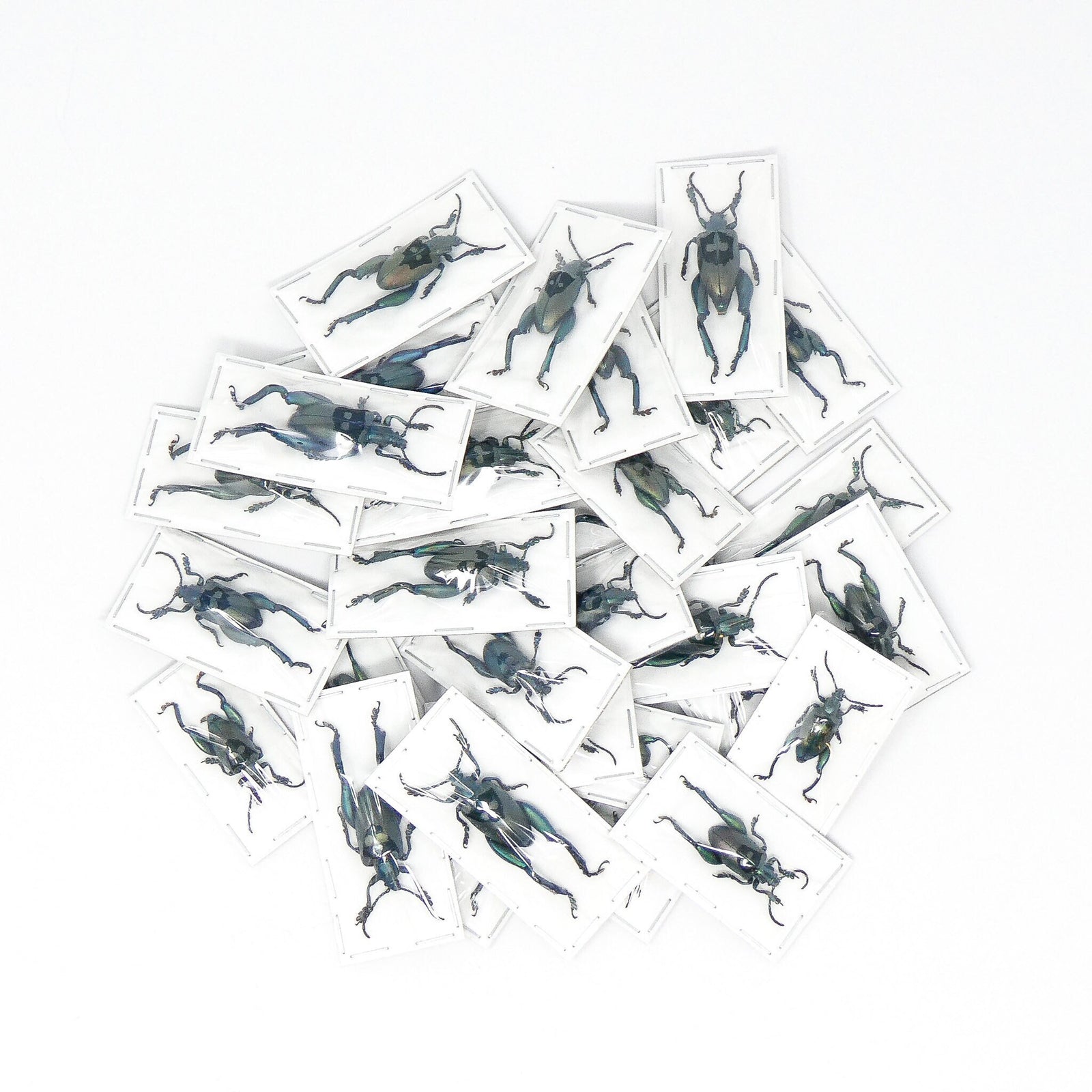 LOT OF 10 Blue Frog-Leg Beetles (Sagra femoralis) A1 Entomology Specimens (Large)