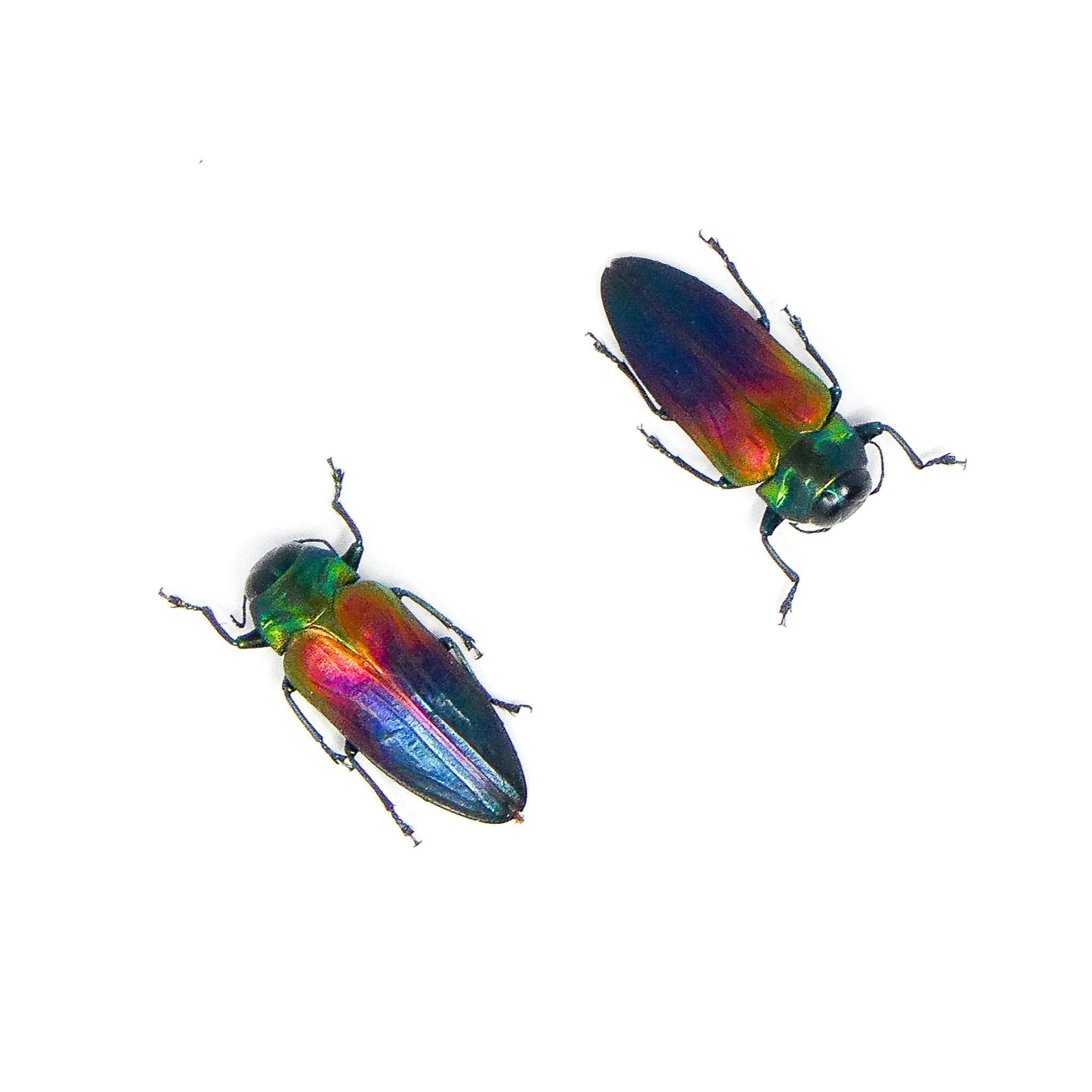 TWO 2 Belionota Tricolor Jewel Beetle A1 Entomology Specimens TWO 2 Belionota Tricolor Jewel Beetle A1 Entomology Specimens