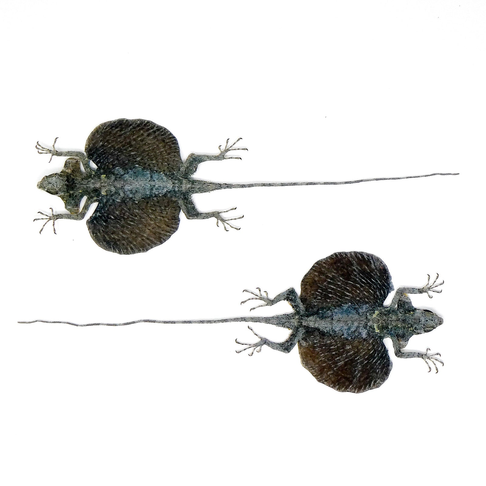 Orange bearded Flying Dragon (Draco fimbriatus hennigi) A1 Spread Specimen 25cm