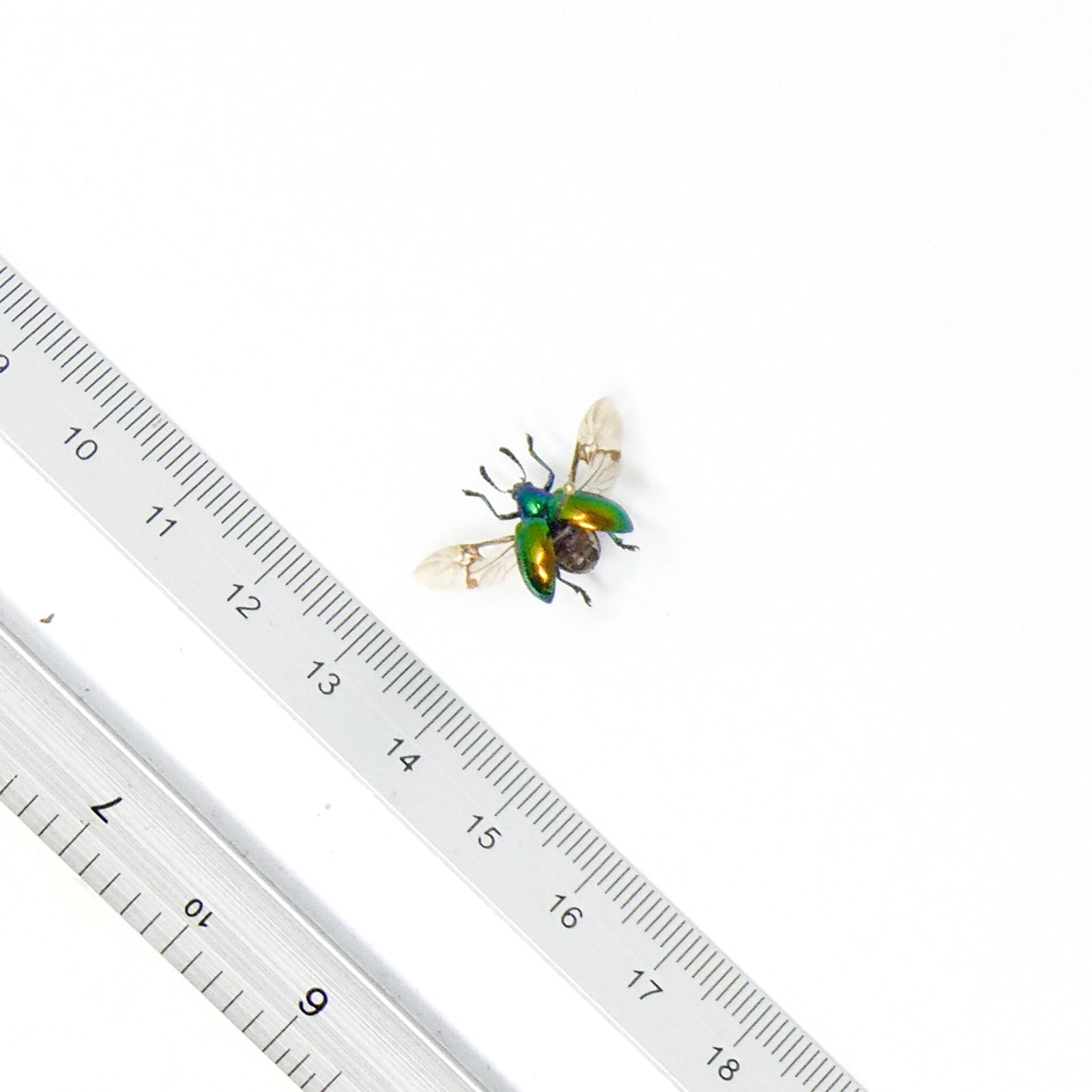 TWO (2) Leaf Beetles (Platycorynus chapanus)  A1 Spread Dry-preserved Specimens