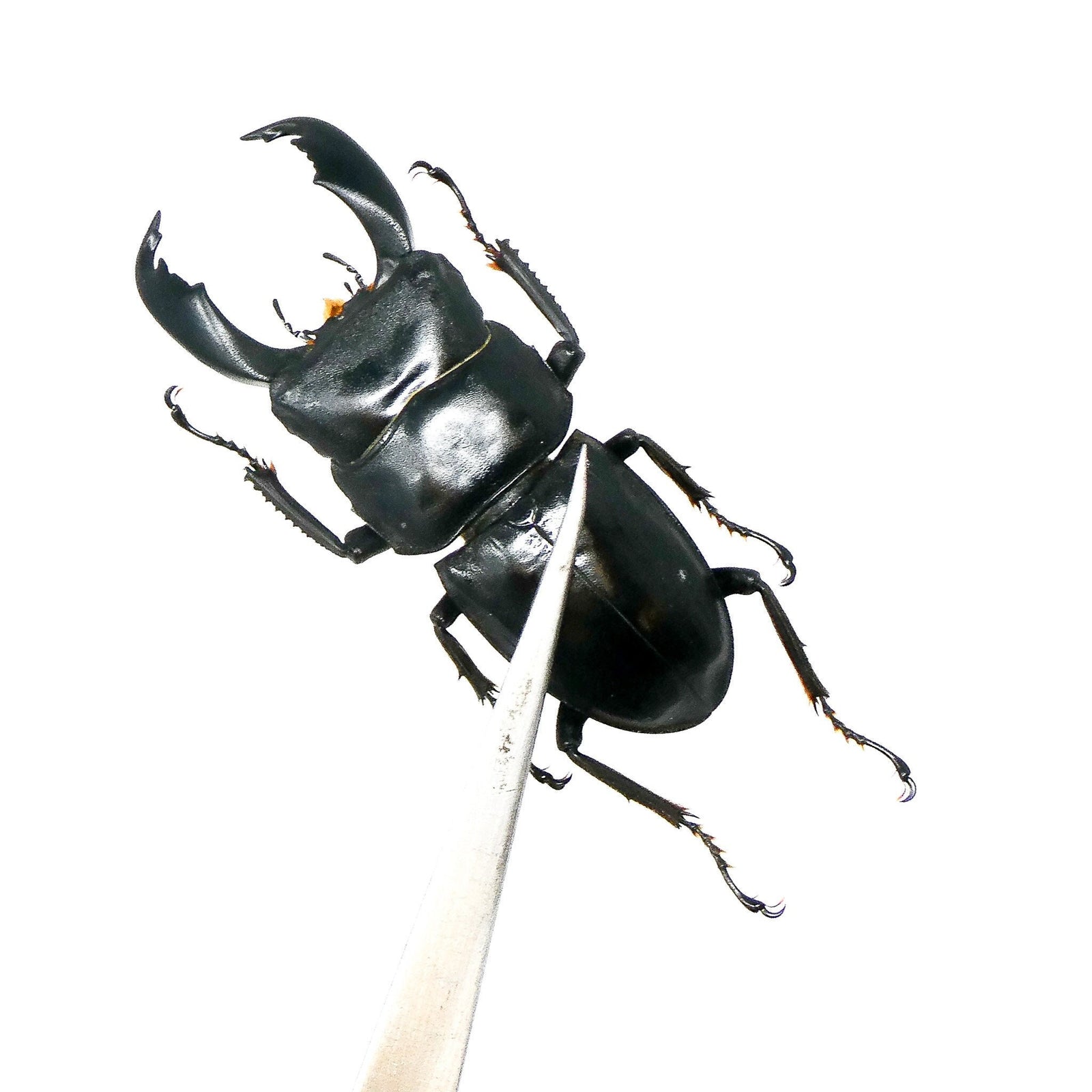 Lot of 10 Stag Beetles (Dorcus titanus typhon) A1 Specimens (Wholesale)