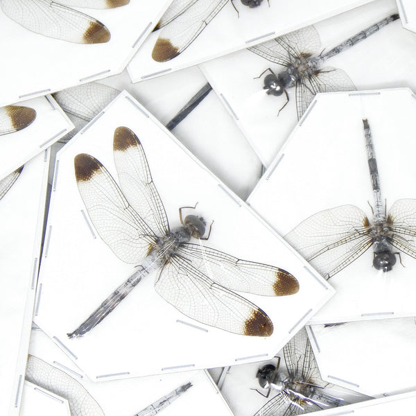 【ジャパメタ激レア！】DRAGON FLY/Demonstration 1 il_fullxfull.