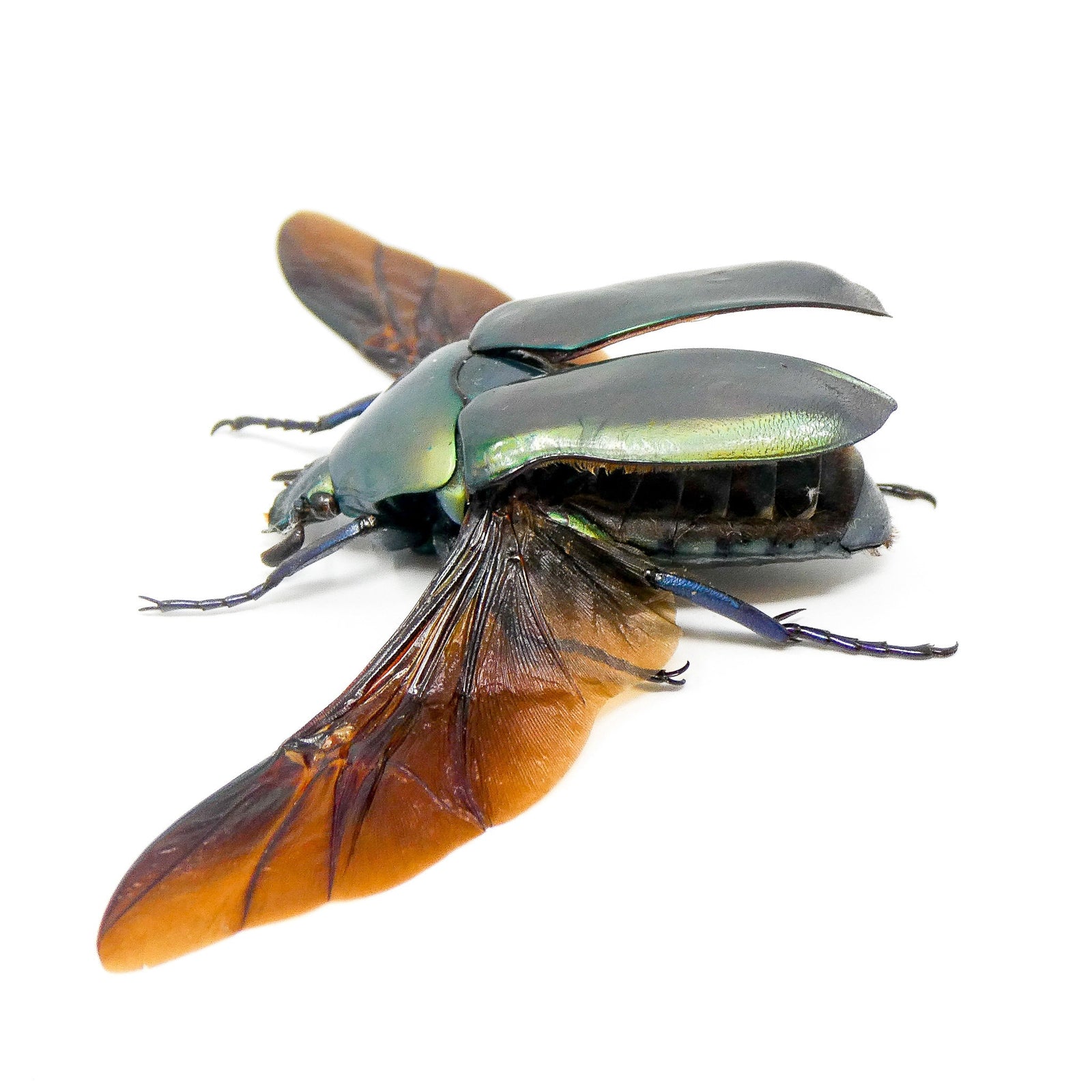 TWO (2) Scarab Beetles (Torynorrhina distincta)  A1 Spread Dry-preserved Specimens