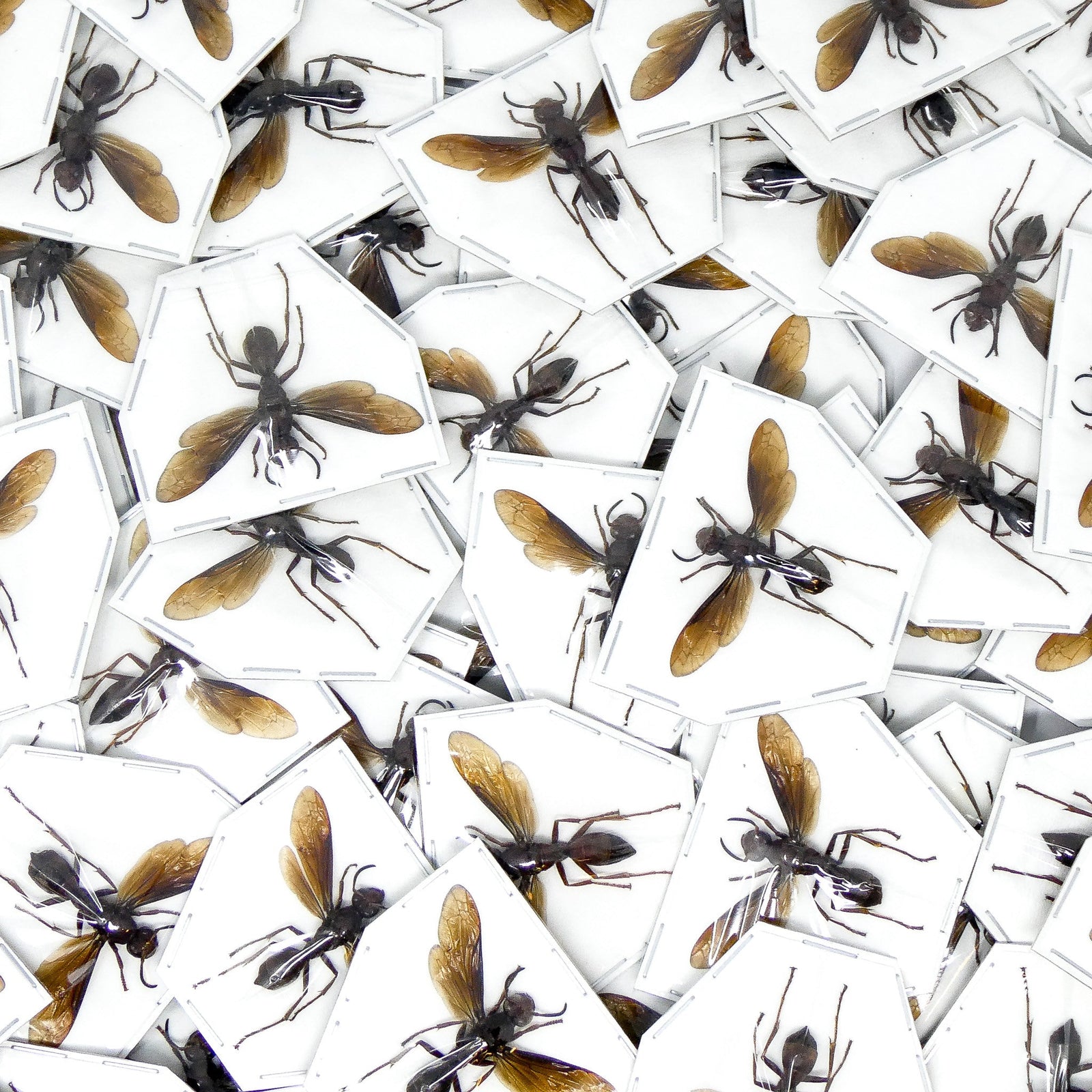 Paper Wasp (Polistes tenebricosus) | Lot of 25 A1 Spread Specimens, Wings Open – BugsDirect