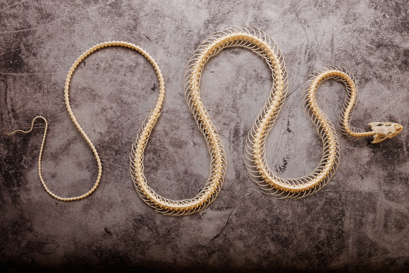 Rat Snake CURVED SKELETON (Ptyas korros) A1 Specimen (Non-CITES)