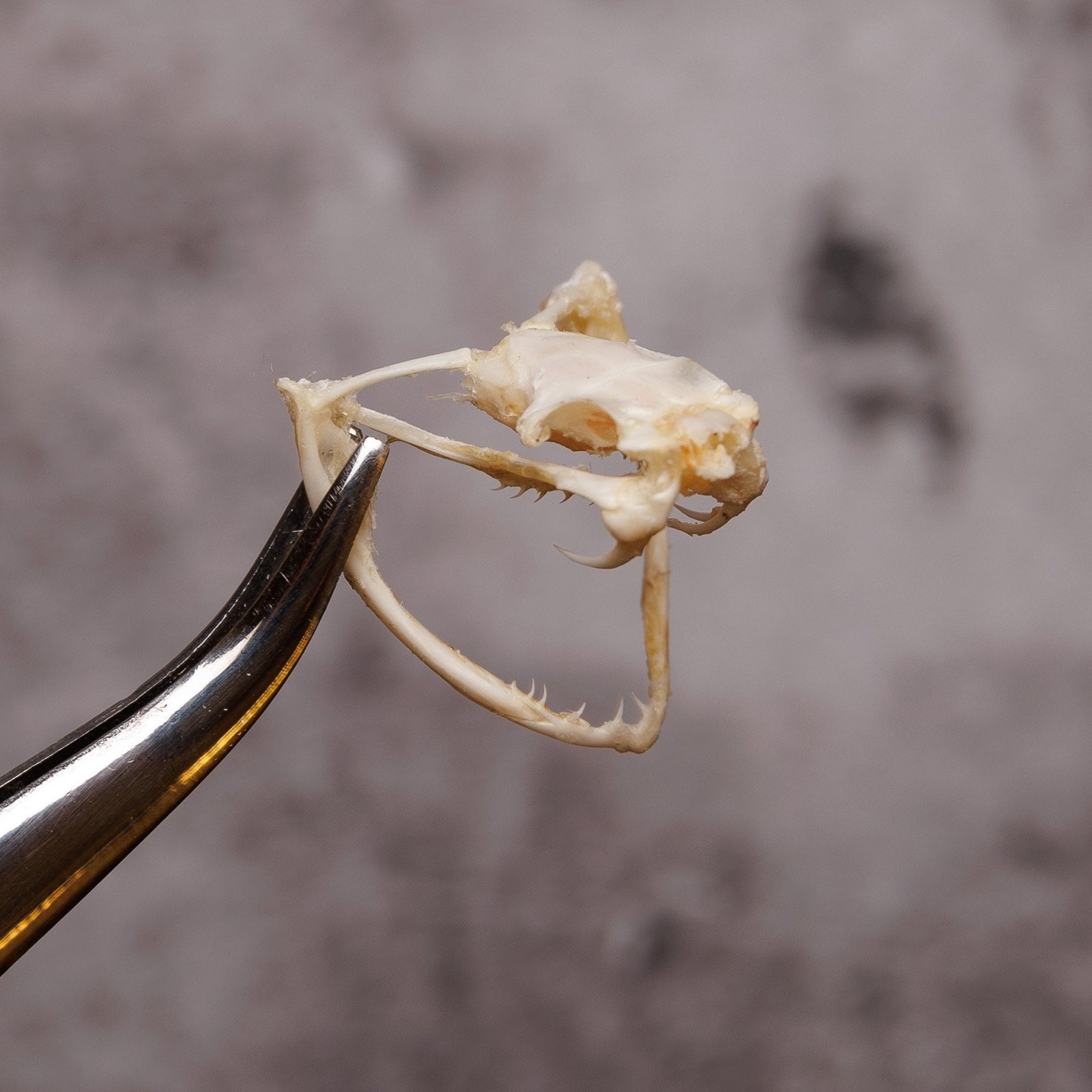 Tree Viper Snake SKULL (Trimeresurus albolabris) 20mm Skull Specimen (Non-CITES)