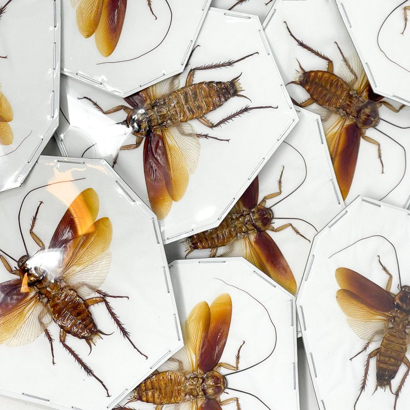 Lot of 10 SPREAD Australian Cockroach (Periplaneta australasiae) A1 Specimens