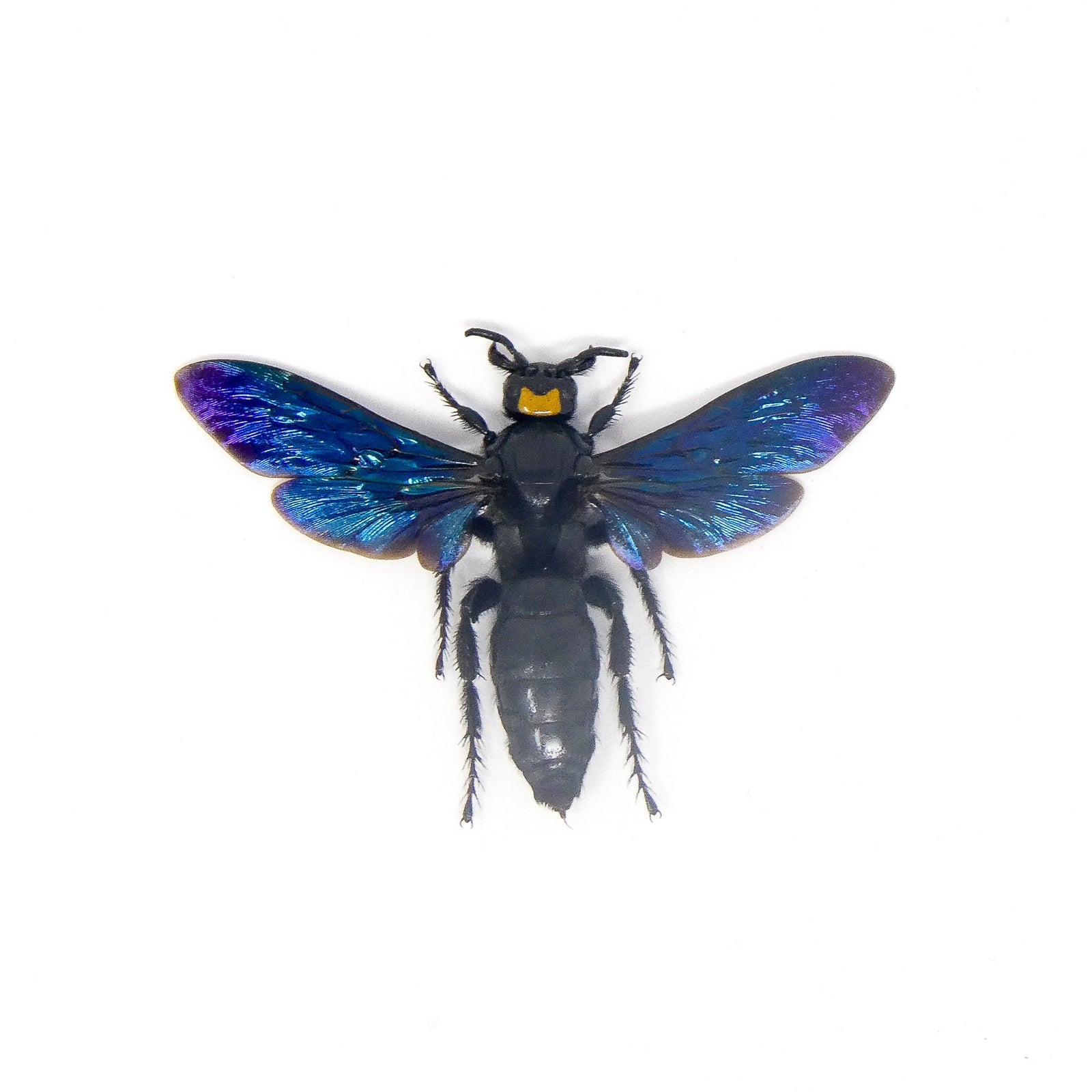 Mammoth Wasp (Megascolia velutina ducalis) 'Gaint Female Specimen A1