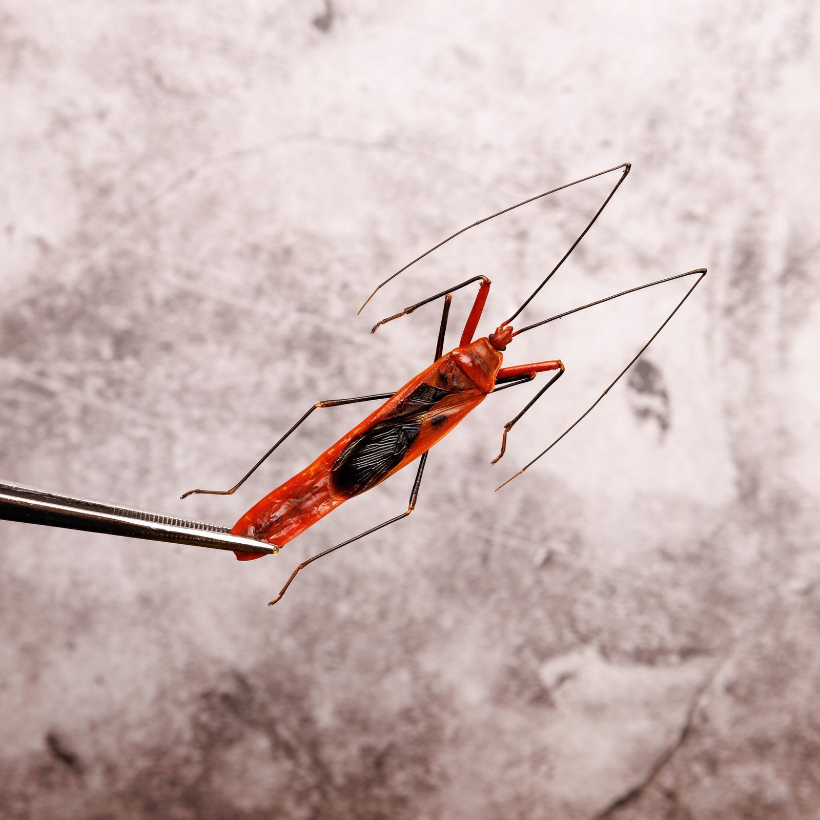 LOT OF 25 Lohita grandis, Long-bodied Bugs A1 Specimens 60-80mm