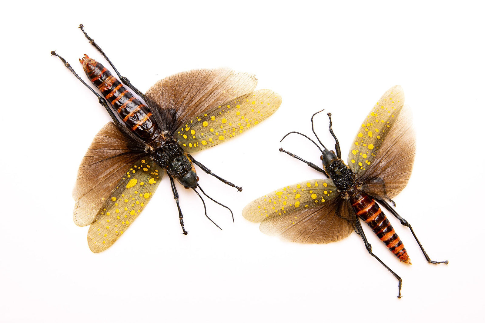 LOT OF 10 SPREAD Grasshoppers (Aularches punctatus) A1 Entomology Specimens