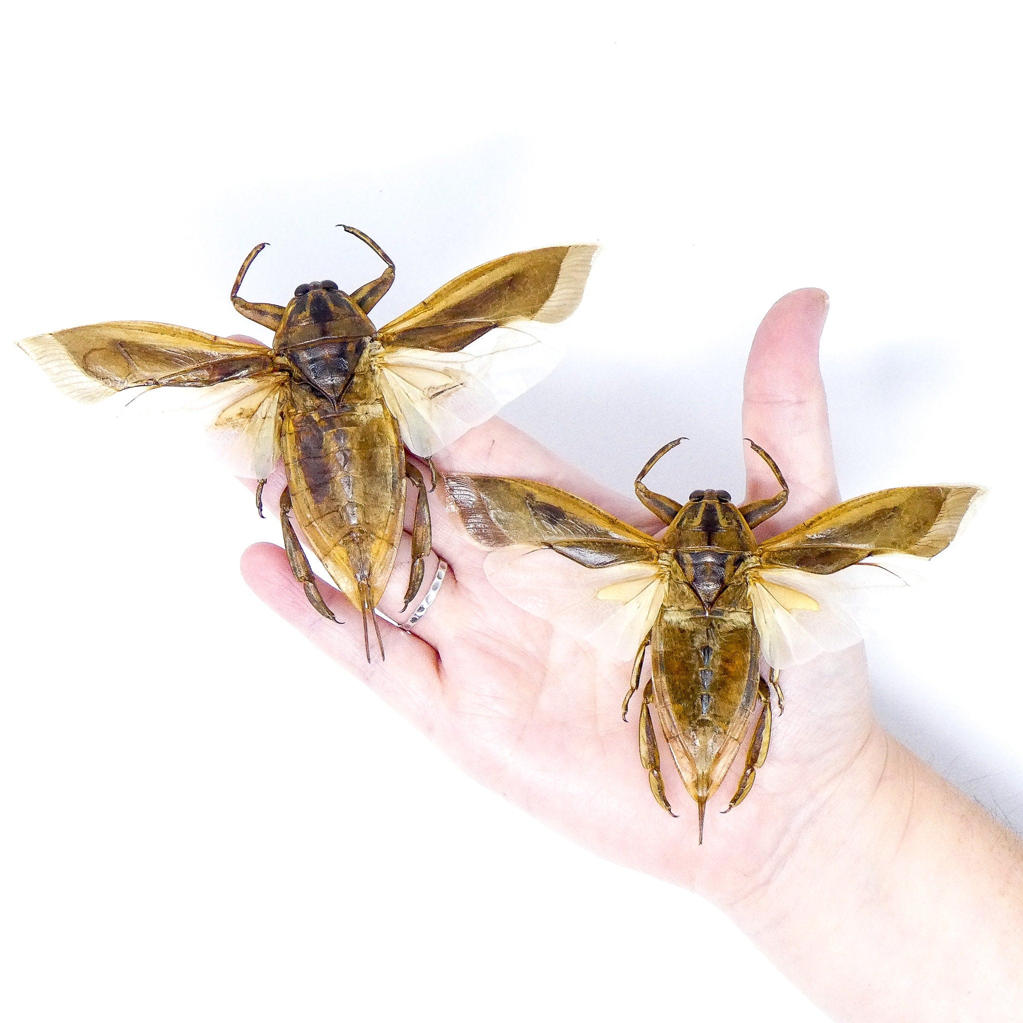 Giant Water Bug Insect Specimen (Lethocerus Indicus) - Collector's Taxidermy From Indonesia