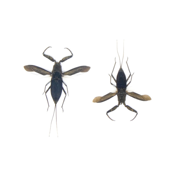 LOT OF 10 SPREAD Water Scorpions (Laccotrephes archipelagi) A1 Entomol ...