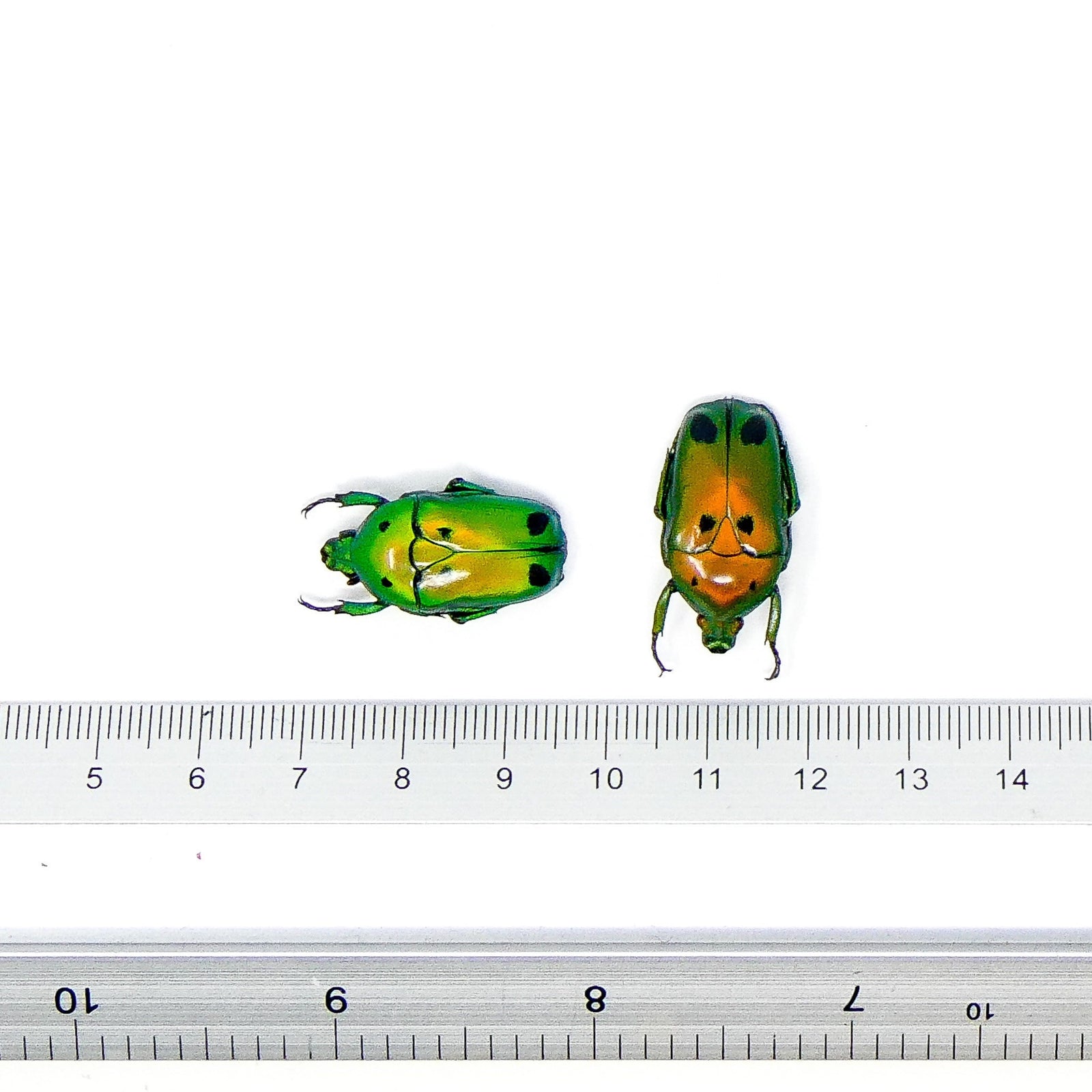 Lot of 10 Green Jewel Scarab Beetles (Heterorrhina sexmaculata) A1 Entomology Specimens