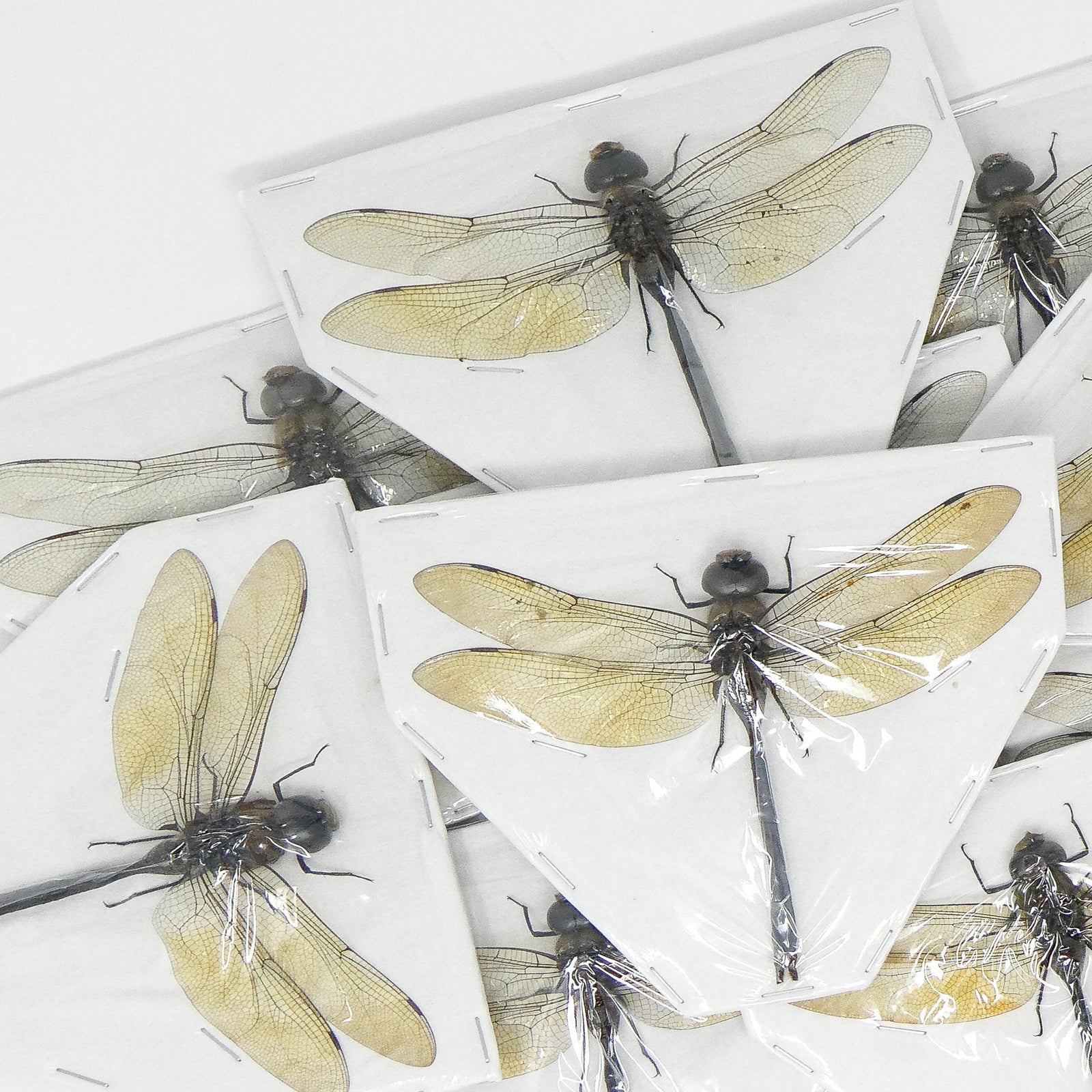 10 x Green Emperor Dragonflies (Anax gibbosulus) A1 Spead Specimens (Wholesale)