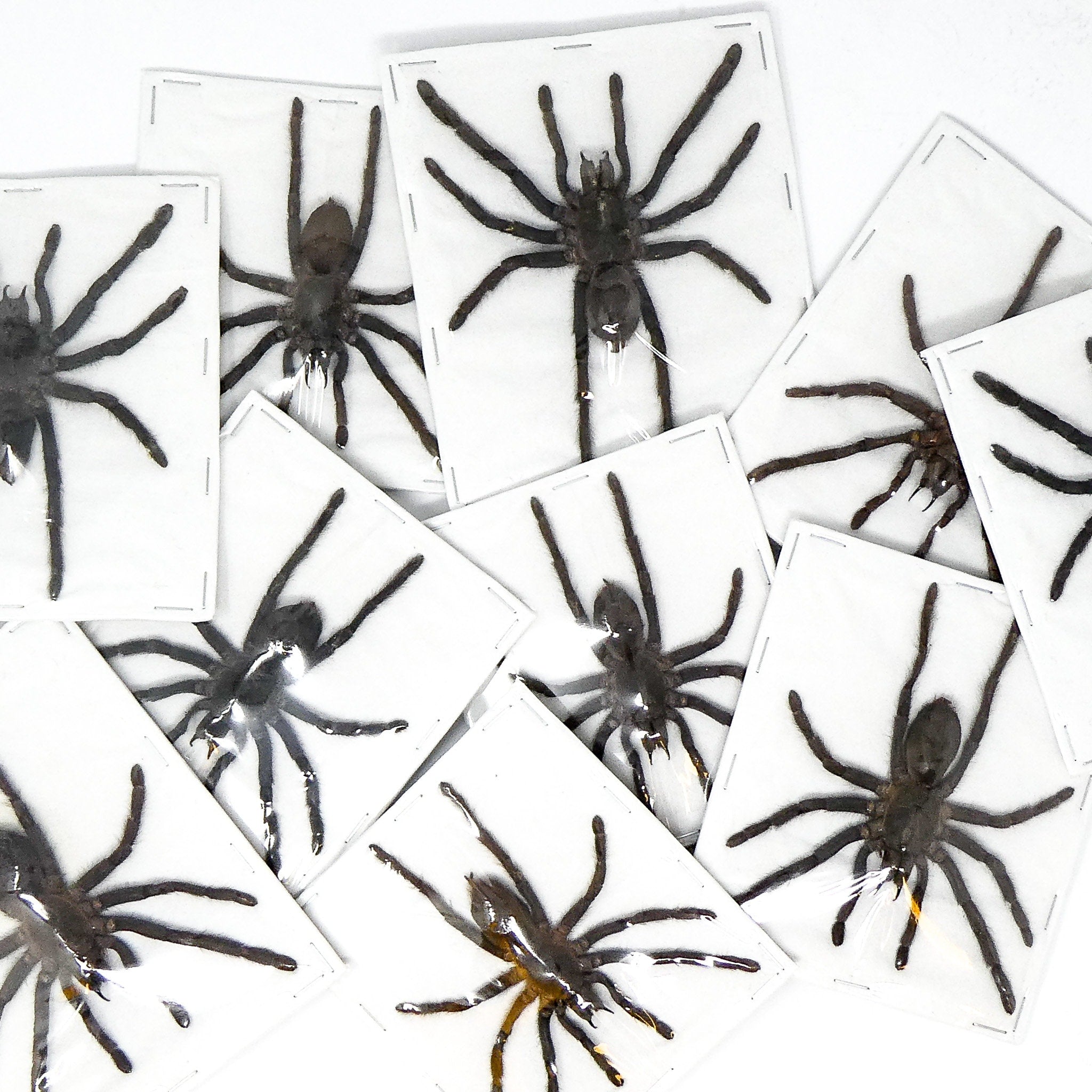 Wholesale Spread Tarantulas (Selenocosmia javanensis) | A1 Museum ...