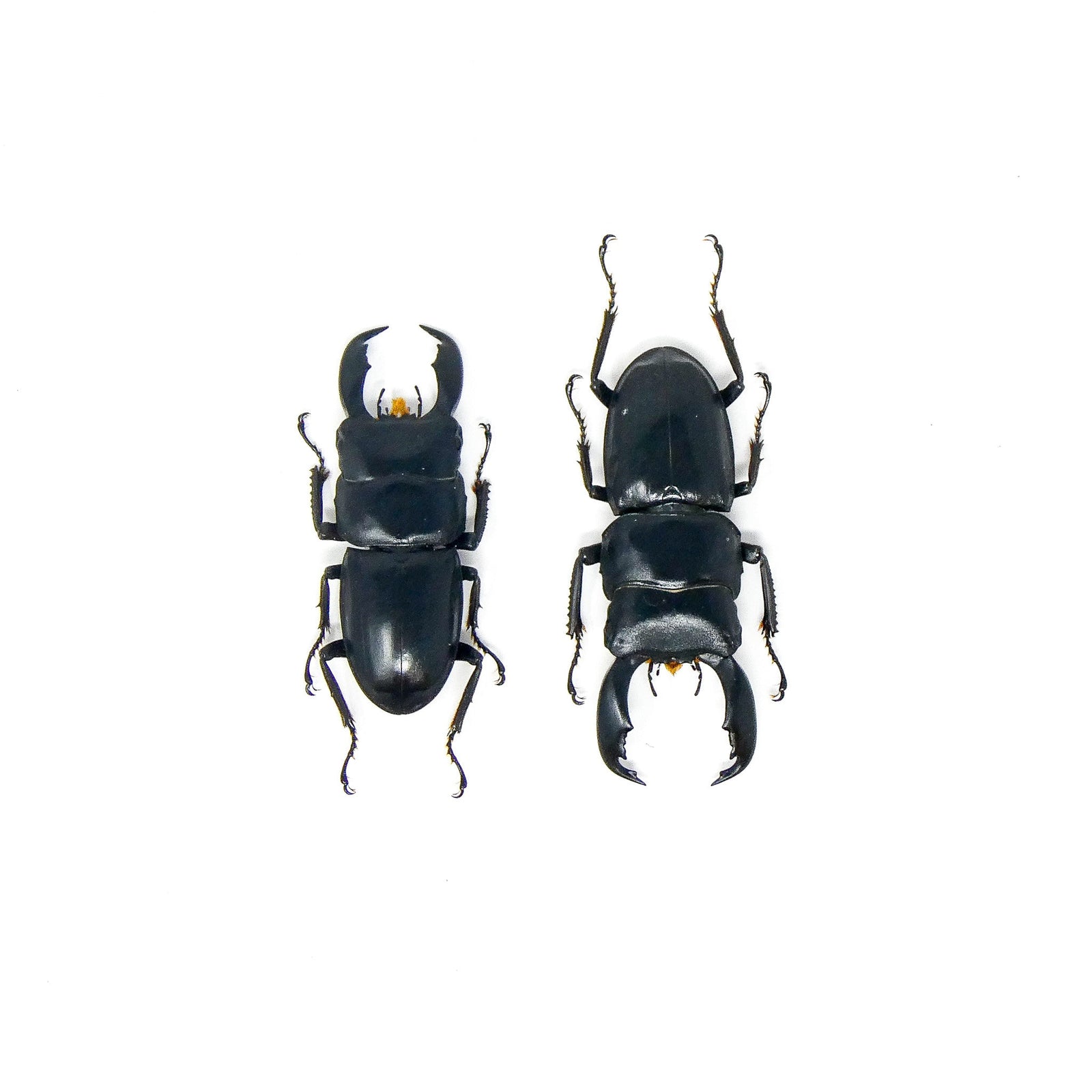 TWO (2) Stag Beetles (Dorcus titanus typhon) A1 Unmounted Specimens 55-75mm