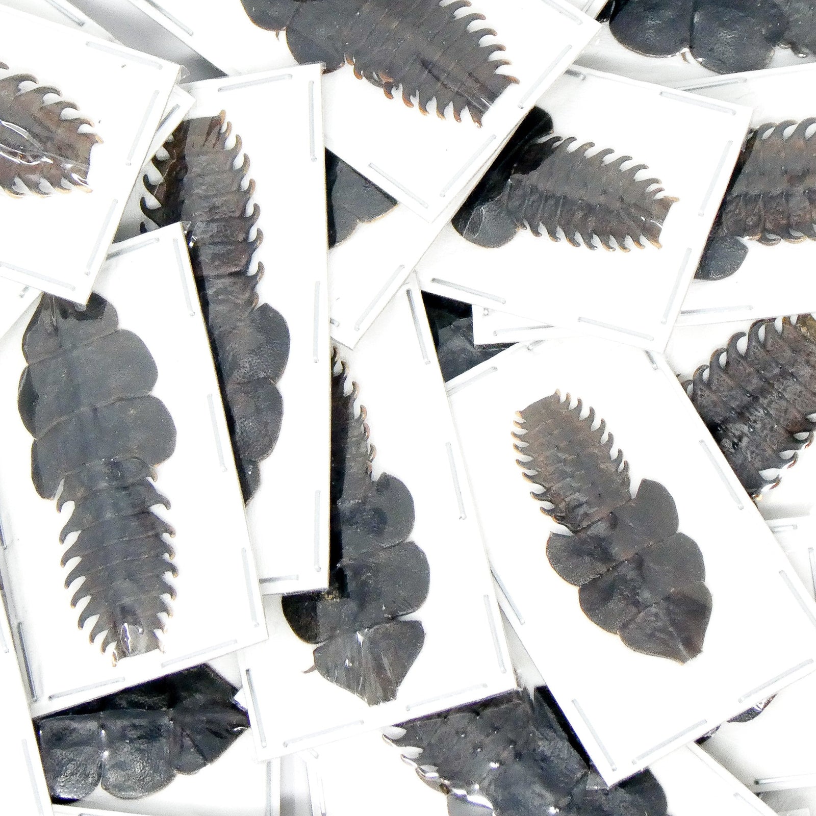 Lot of 10 Trilobite Beetles (Platerodrilus paradoxus) A1 Specimens (Wholesale)