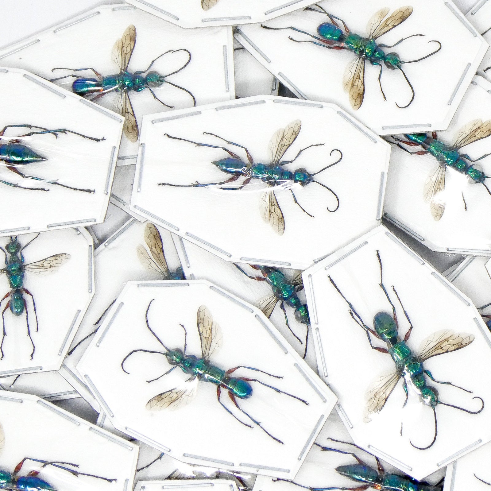 TEN (10) Blue Green Wasps (Ampulex erythropus) A1 Specimens (WHOLESALE)
