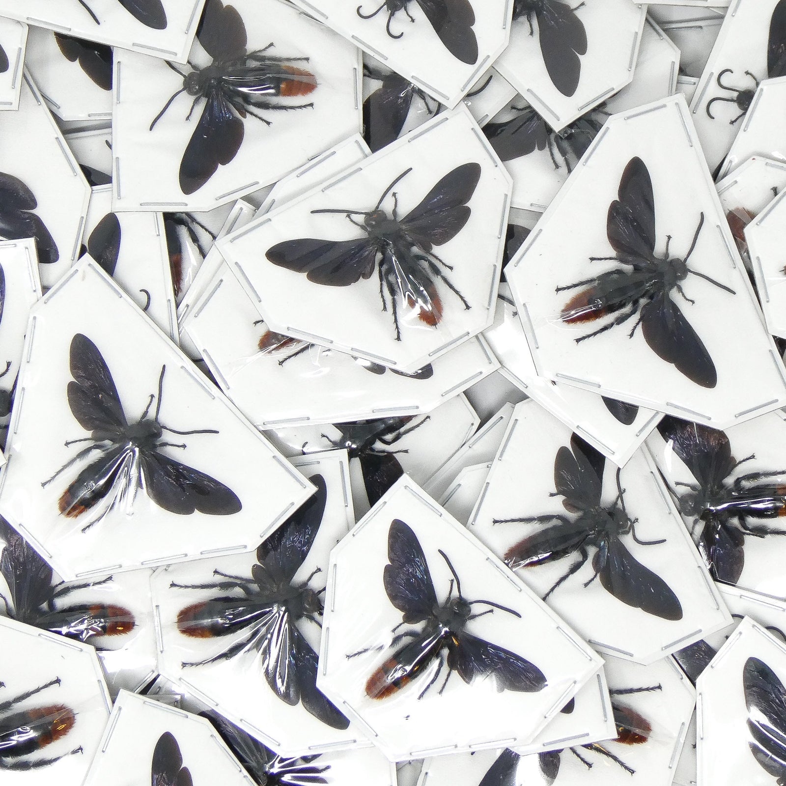 LOT OF 10 SPREAD Samber Mammoth Wasps (Megascolia azurea christiana) 'Scoliid Wasp' A1 Wings-open