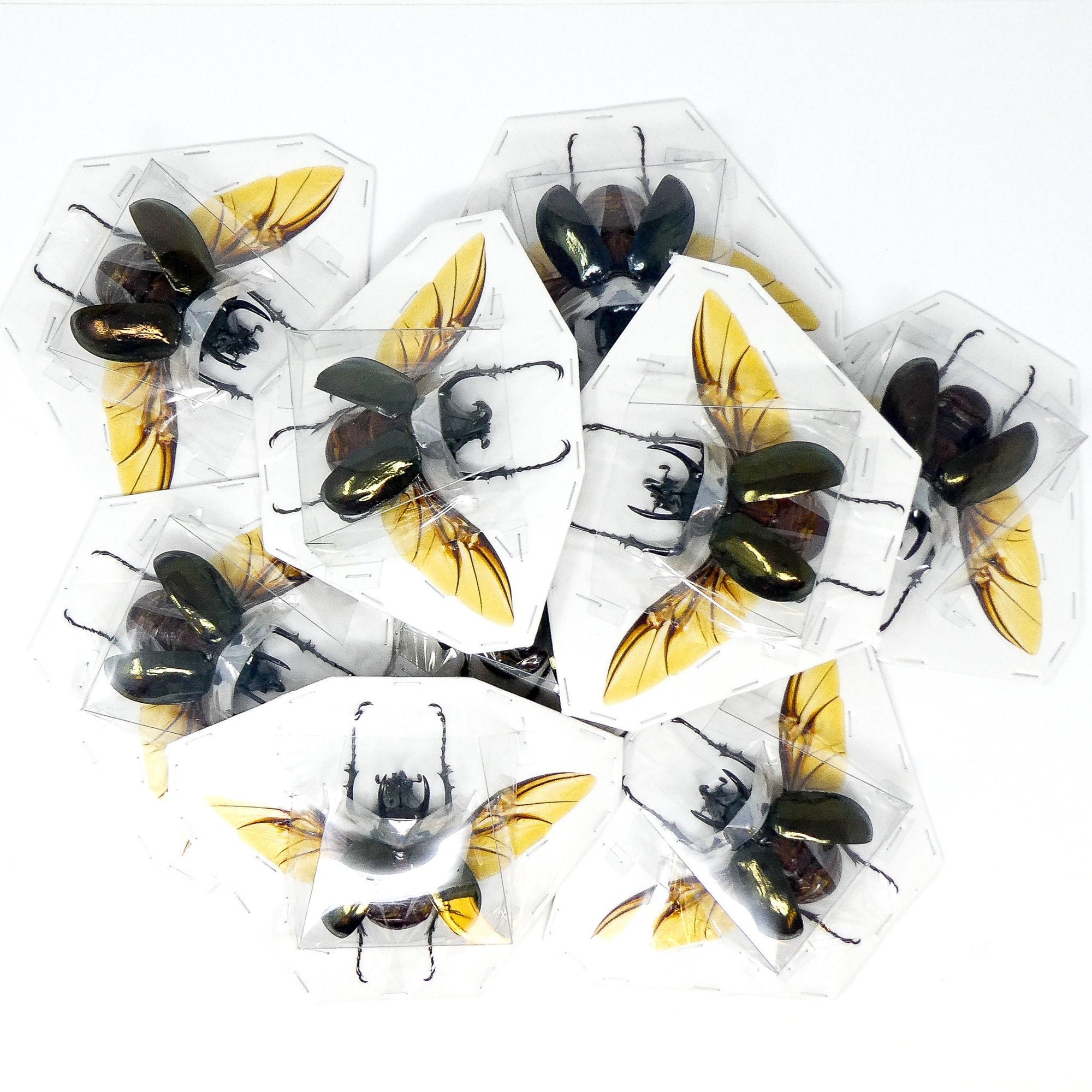 LOT OF 5 Chalcosoma atlas (SPREAD) Sulawesi Atlas Beetle, A1