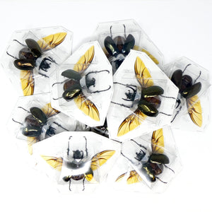 LOT OF 5 Chalcosoma atlas (SPREAD) Sulawesi Atlas Beetle, A1