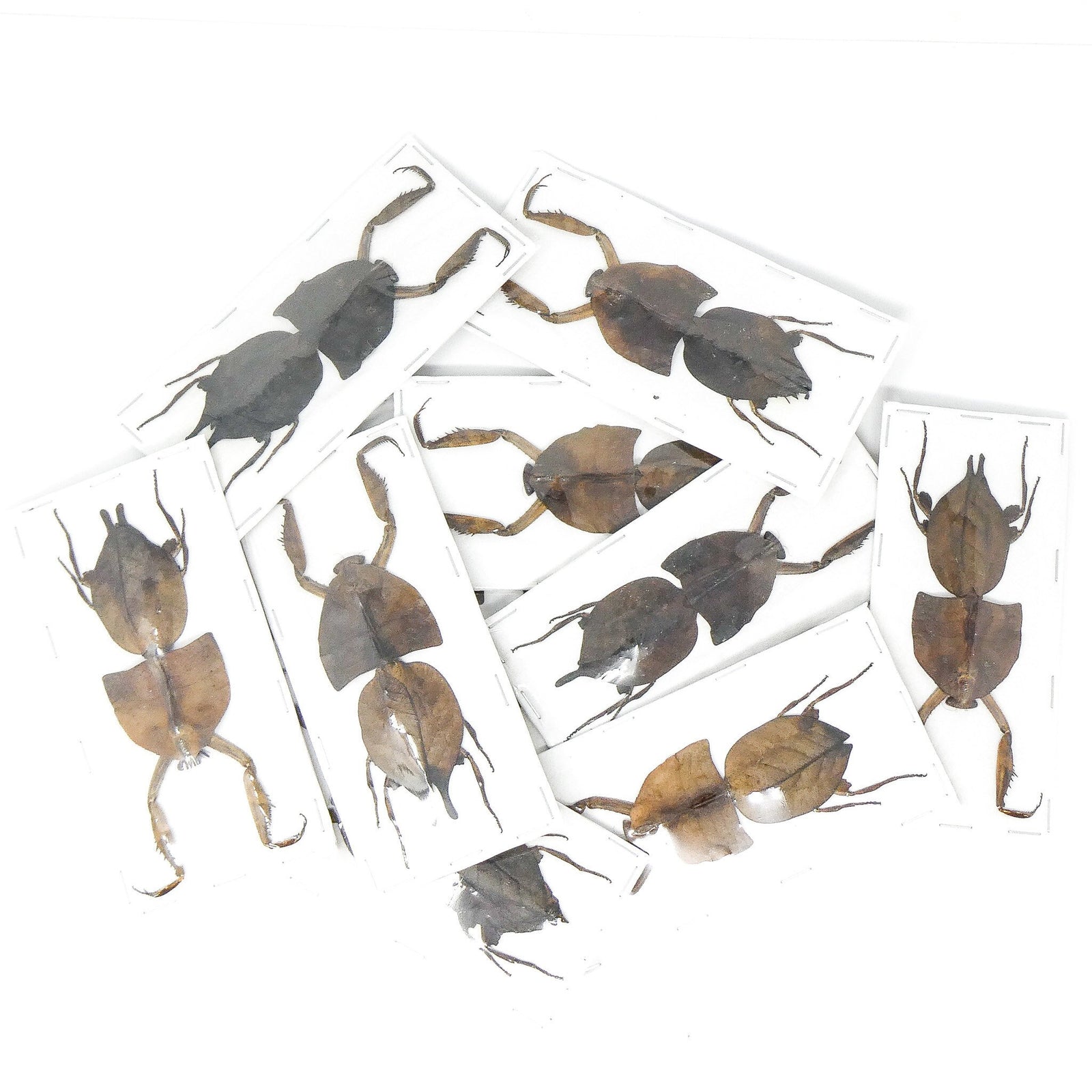 LOT OF 3, Dead Leaf Mantis (Deroplatys truncata) A1 Specimens