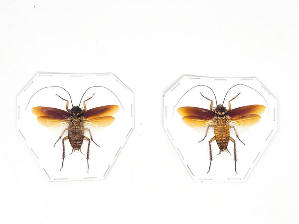 10 Periplaneta australasiae Cockroach Specimens Spead-Wings | A1 Quali ...