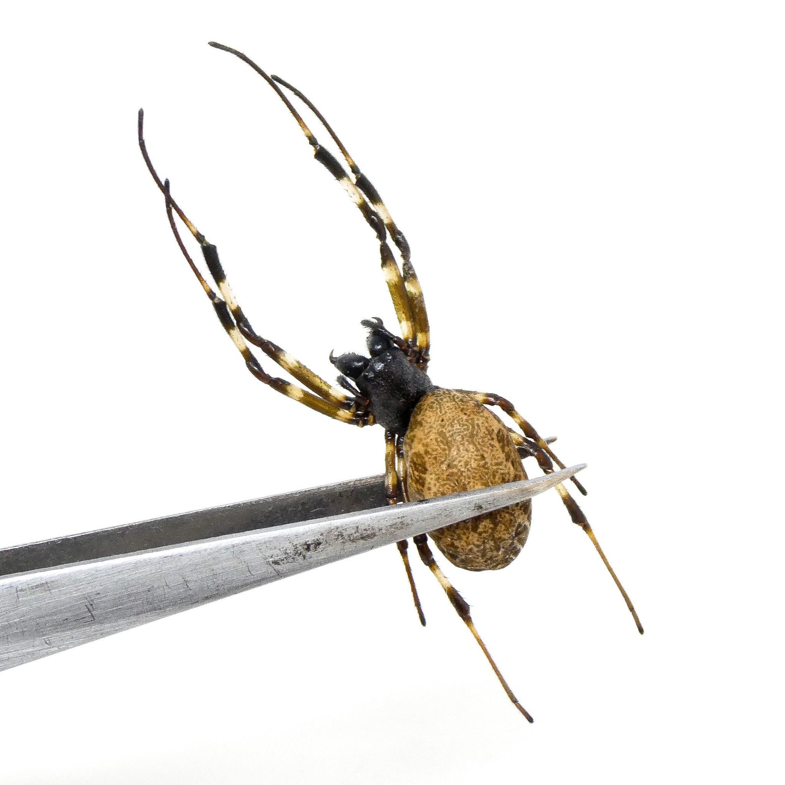 TWO (2) Hermit Orb-weaver Spiders (Nephilengys malabarensis) STUFFED ABDOMENS Taxidermy A1