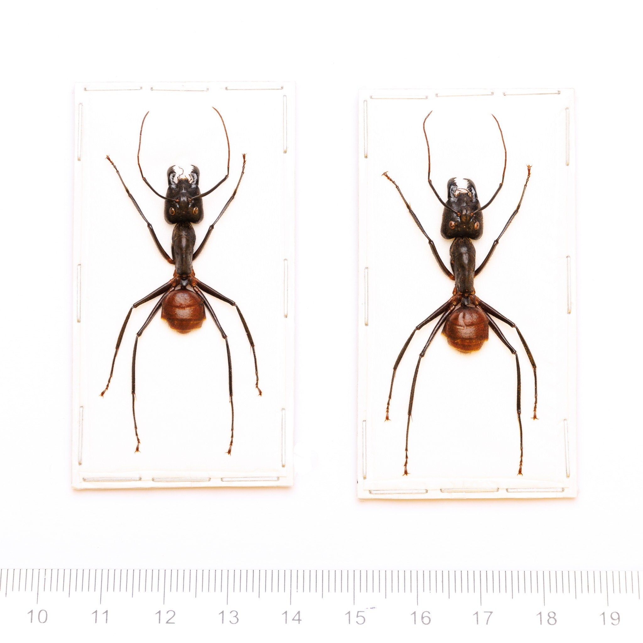 Ant Walk In In Ruler LOT OF 10 Giant Soldier Ants (Camponotus gigas) A- Spread Specimens ...