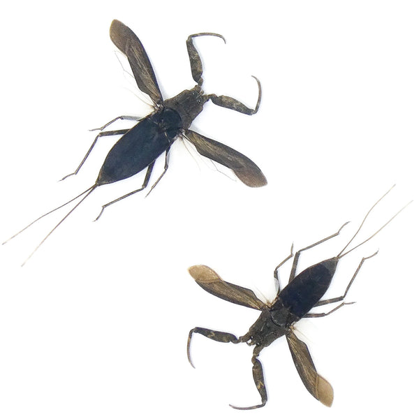 LOT OF 10 SPREAD Water Scorpions (Laccotrephes archipelagi) A1 Entomol ...