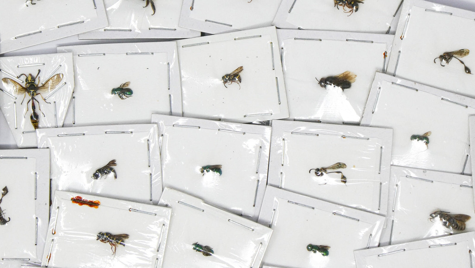 FIVE (5) Mixed Assorted Hymenoptera East Java 5-10mm