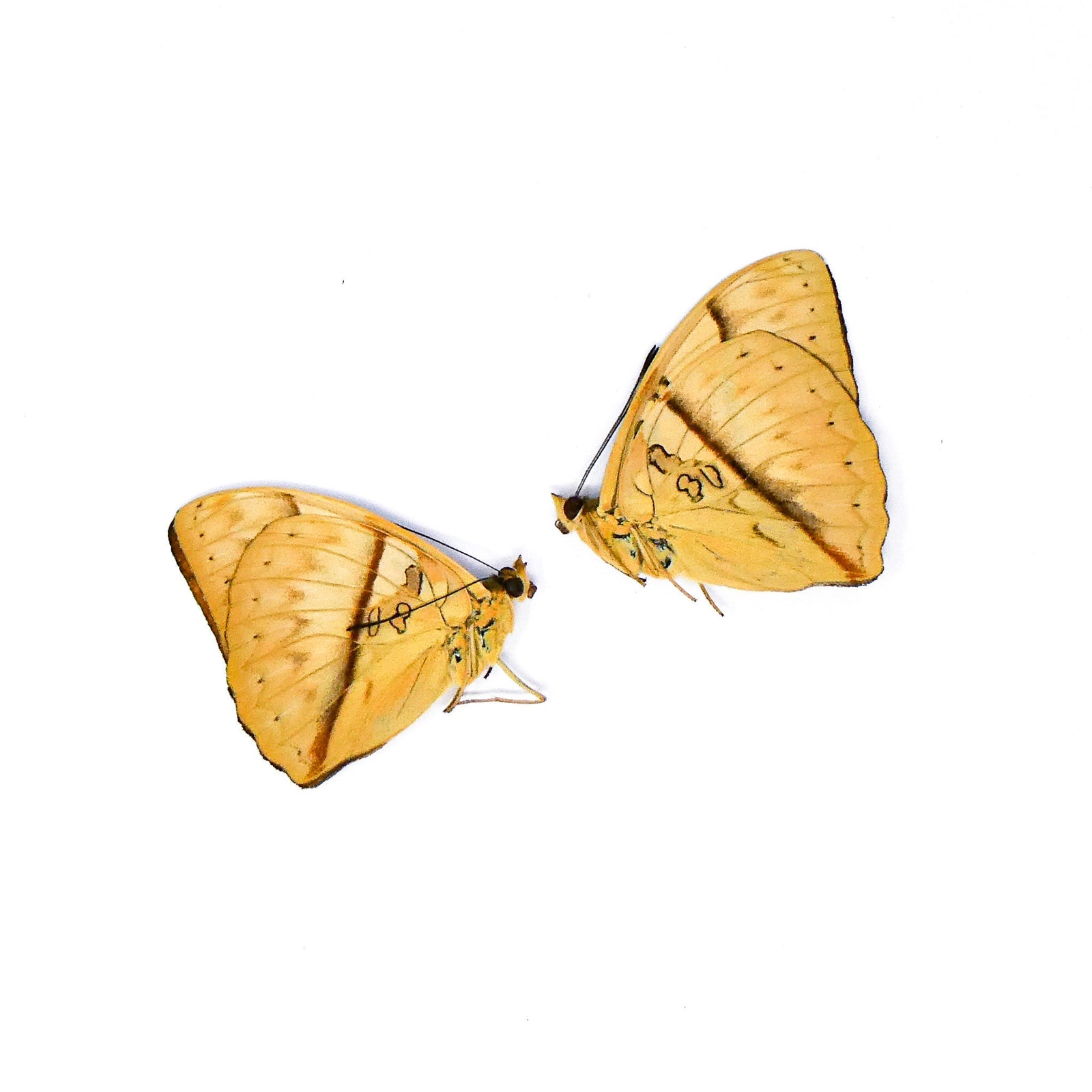 TWO (2) Reinhold's Creamy Glider (Cymothoe rheinholdi) A1 Unmounted Specimens