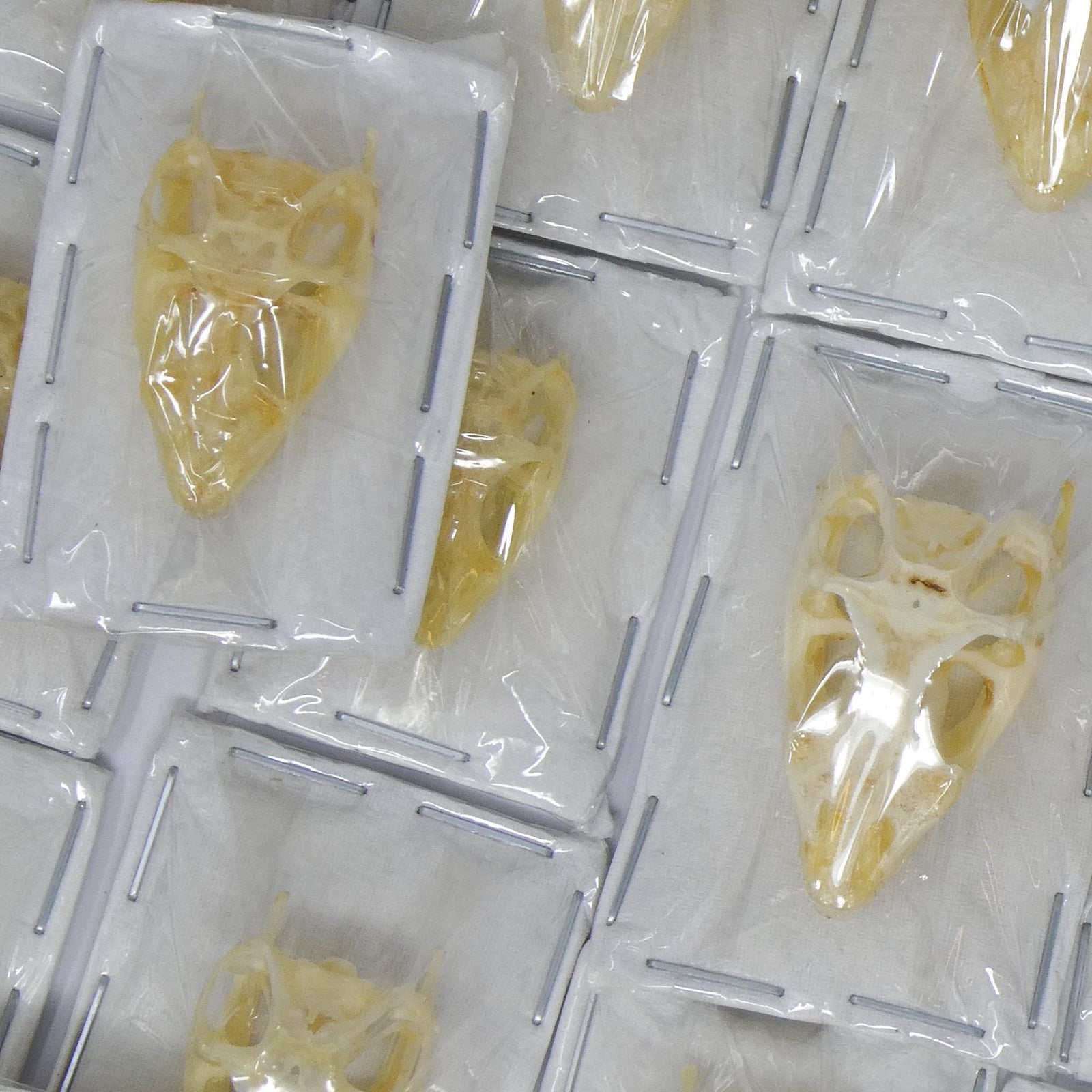 Forest Lizard SKULL (Bronchocela jubata) 25-30mm (Non-CITES)