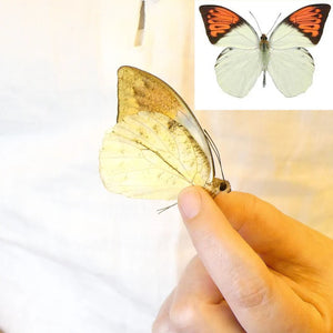 Collector's Alert: Buy One, Get One Free on Premium Hebomoia Specimens