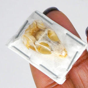 Sun-Skink Reptile Lizard Skull (Eutropis mulltifasciata) 20mm (Non-CITES)