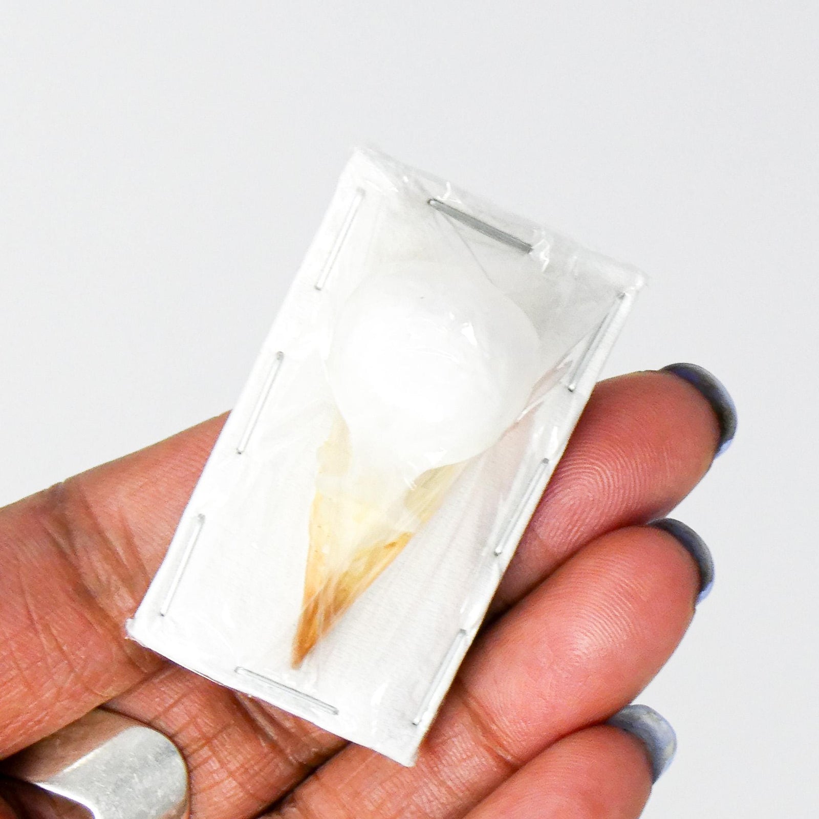 Sooty-headed bulbul SKULL (Pycnonotus aurigaster)  35-40mm (Non-CITES)