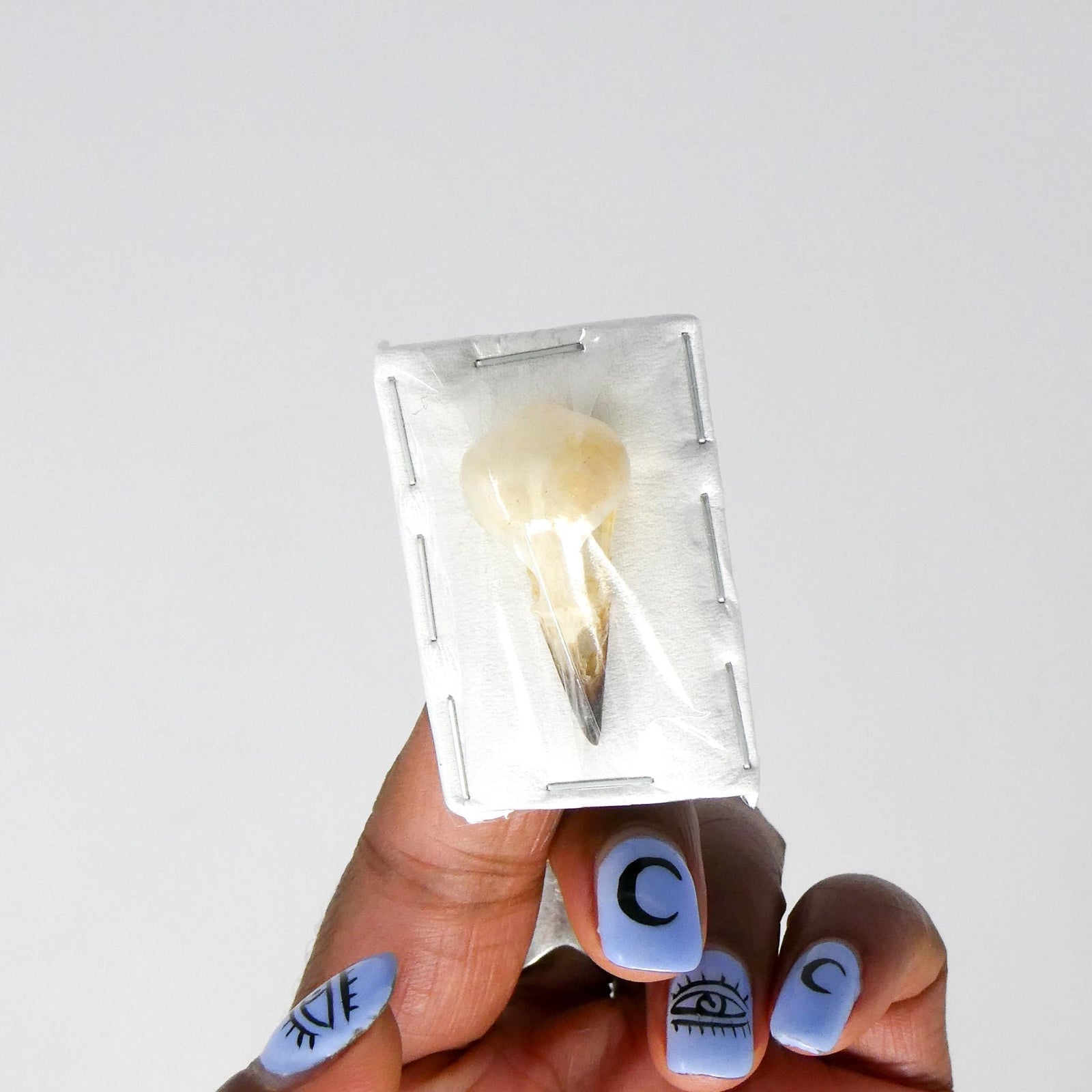 Common Iora SKULL (Aegithina tiphia scapularis) 30-35mm (Non-CITES)